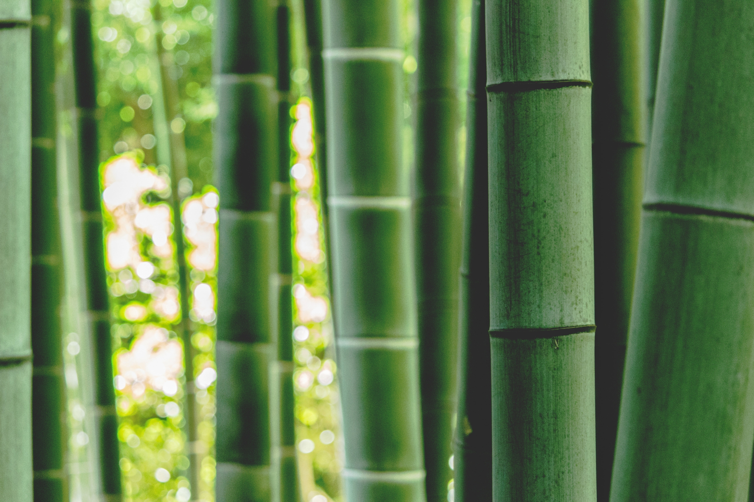  Bambus  Hochwertiges Baumaterial 